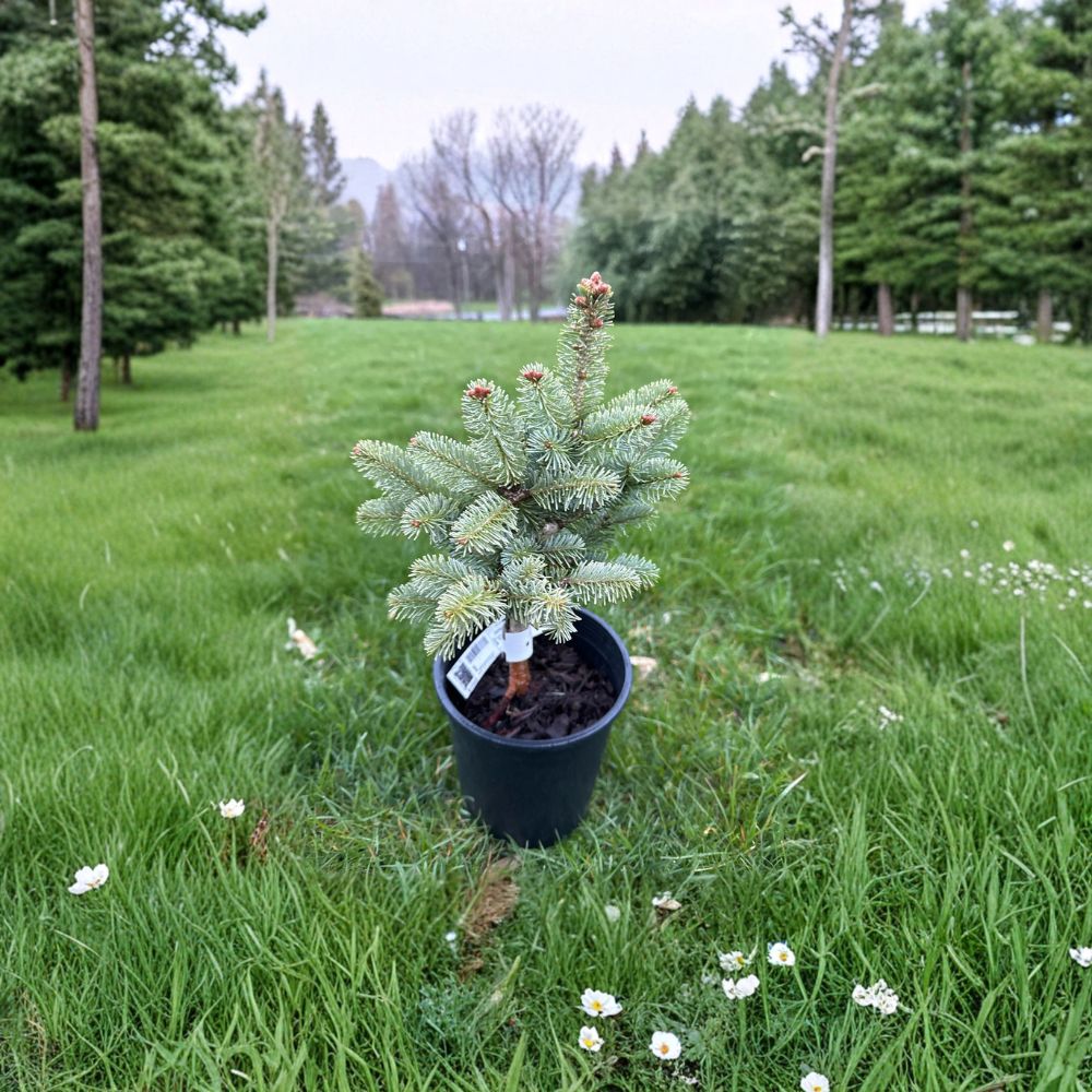 Abies lasiocarpa var. arizonica 'Glauca Compacta' Dwarf Evergreen Conifer Live Plant – Silvery Blue Foliage, 10 Inches Tall, 1-Gallon Pot