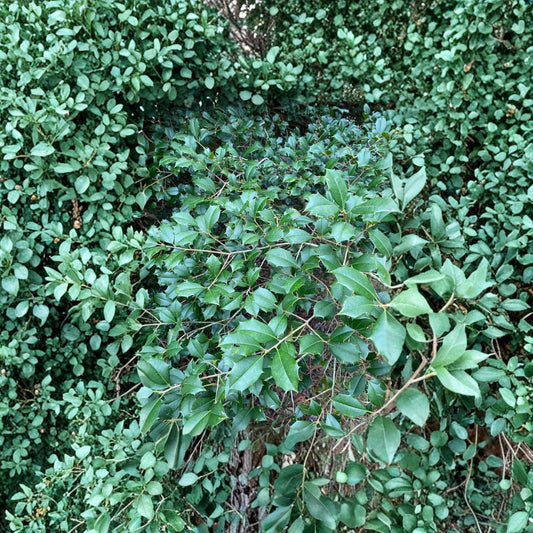 Male American Holly Live Evergreen Pollinator Tree, 12 Inch Tall, 1 Gallon Pot, Ilex opaca