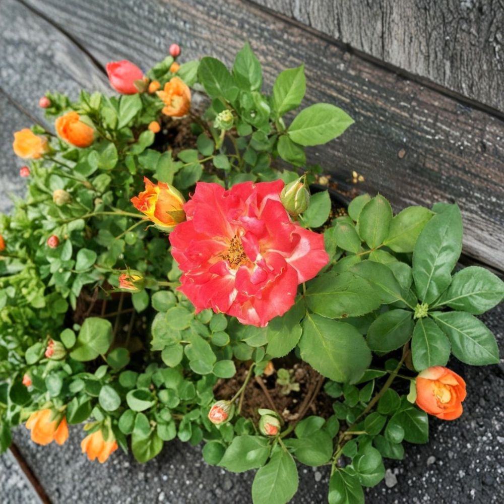 Pinata Rose Live Rose Bush Plant 1 Gallon Yellow Orange Blooms Garden Rose Full Sun Shrub