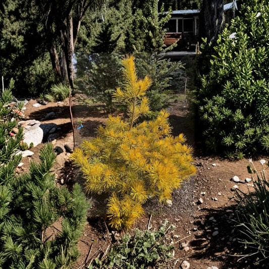 Nisbet’s Gold Scots Pine – Live Golden Evergreen Conifer in 1 Gallon Pot | Pinus sylvestris Landscape Pine