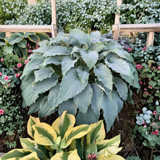 Hosta ‘Wind Beneath My Wings’ Large Blue Perennial Starter Plant, Shade Garden, Hardy Hosta, Landscape Plant