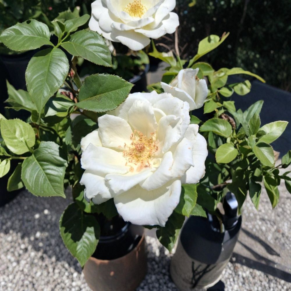White Lightnin Grandiflora Rose Live Plant – 2 Gallon Pure White Rose Bush with Repeat Blooming, Garden & Landscape Favorite
