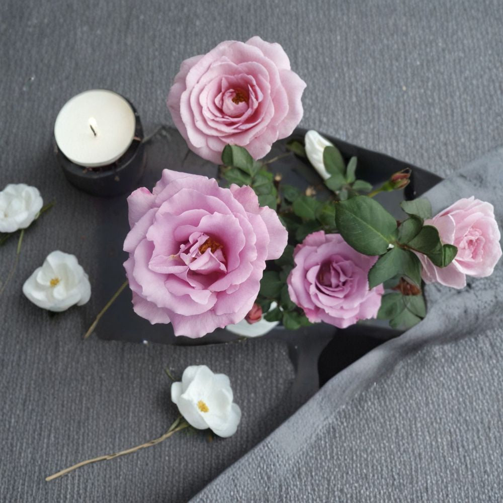 Angel Face Floribunda Rose – Live Mauve Lavender Fragrant Rose Bush | 1 Gallon Garden Shrub | Repeat Blooming Full Sun Plant