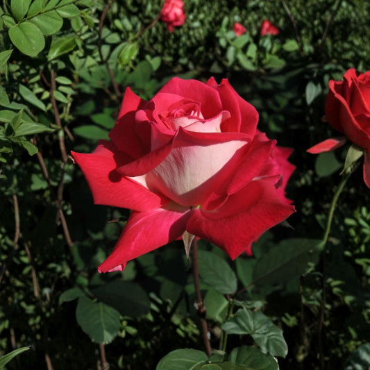 Love Grandiflora Rose Live Plant – 5 Gallon Ruby Red & White Fragrant Garden Rose Bush – Repeat Blooming Landscape Shrub