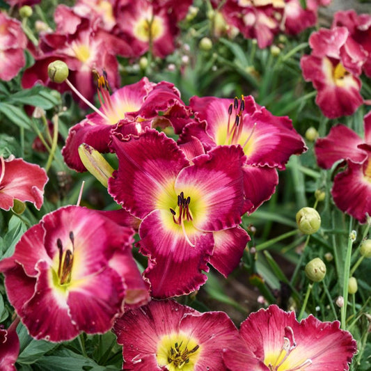 Hemerocallis 'Blood Sweat And Tears' Daylily – 3 Bare Root Plants, Massive Red Blooms, Hardy Reblooming Perennial, Easy to Grow