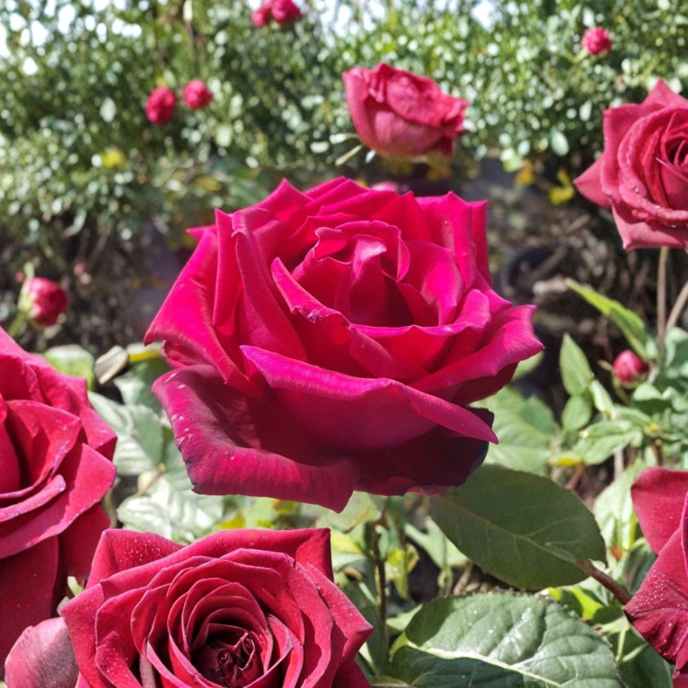 Traviata Rose – Fragrant Hybrid Tea Live Plant, 1 Gallon, Deep Red Double Blooms, Garden Flowering Shrub, Full Sun, Rosa