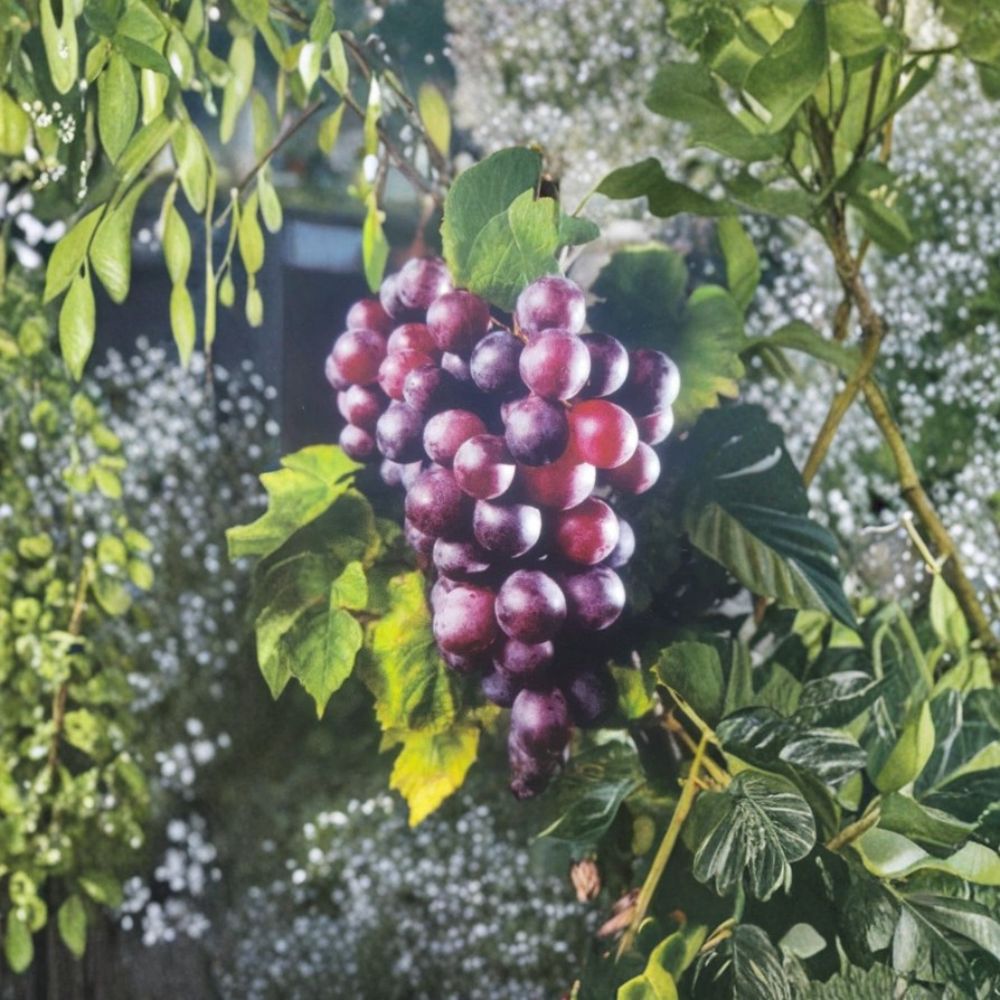 Black Jumbo Muscadine Grape Vine – 3 Gallon Live Plant, Female Variety with Large Black Grapes, Vineyard & Garden Fruit Vine, Rooted Plant