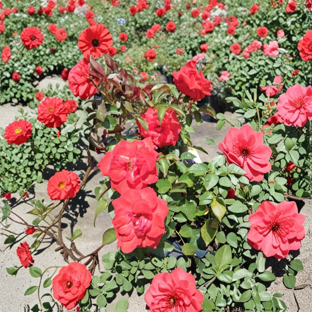 Climbing Rose Plant – 2 Gallon Deep Pink High Society Rose Bush with Repeat Blooms for Trellis & Arbor