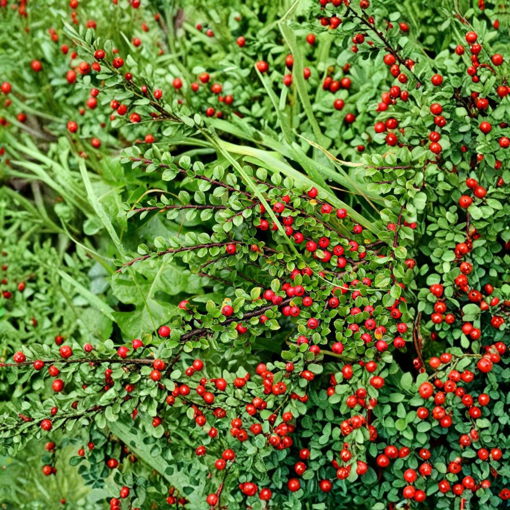 Cotoneaster Live Cuttings Set of 10 | Alaska Hardy Ornamental Shrub for Hedge & Landscape | Easy to Root Garden Plant