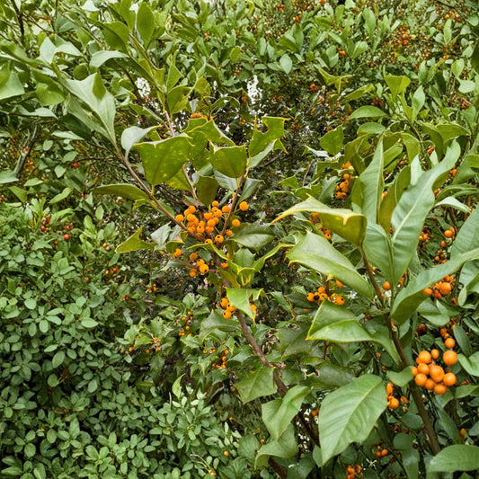 Goldie American Holly Live Plant – Yellow Berry Evergreen Tree in Quart Pot | Ilex opaca 'Goldie' Native Holly