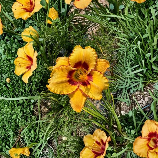 Hemerocallis 'Two Part Harmony' Daylily – 3 Bare Root Plants, Hardy Perennial Flower, Easy to Grow, Garden Favorite