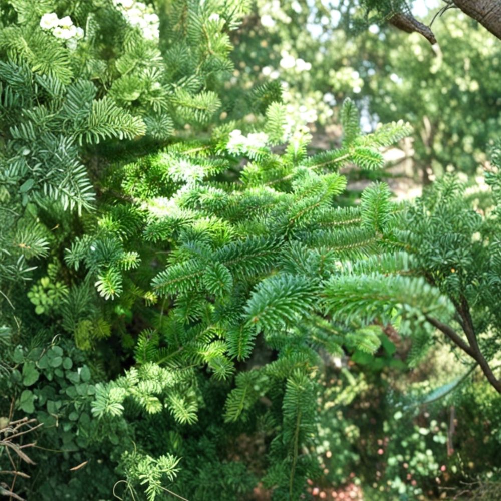 Canaan Fir Live Plant 4 Inch Pot – Abies balsamea x 'Canaan' Hardy Evergreen Tree for Native Landscaping
