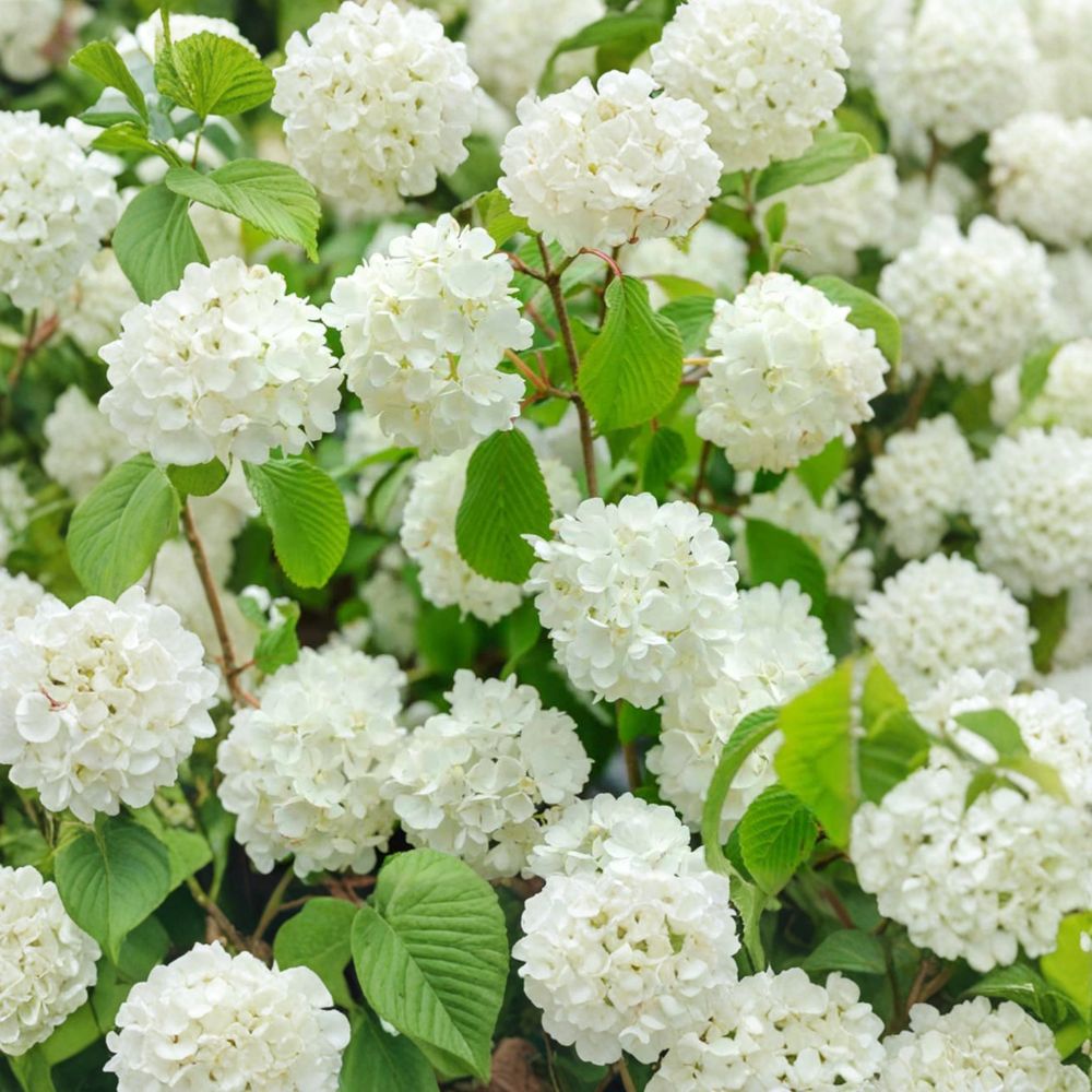Popcorn Viburnum Live Flowering Shrub 4-Inch Pot | Viburnum plicatum 'Popcorn' Spring Blooming Landscape Plant