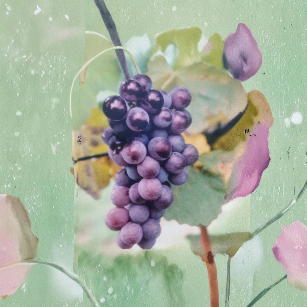 Champanel Grape Vine 3 Gallon Live Plant | Sweet Red & Black Grapes | Climbing Fruit Vine for Vineyard & Garden