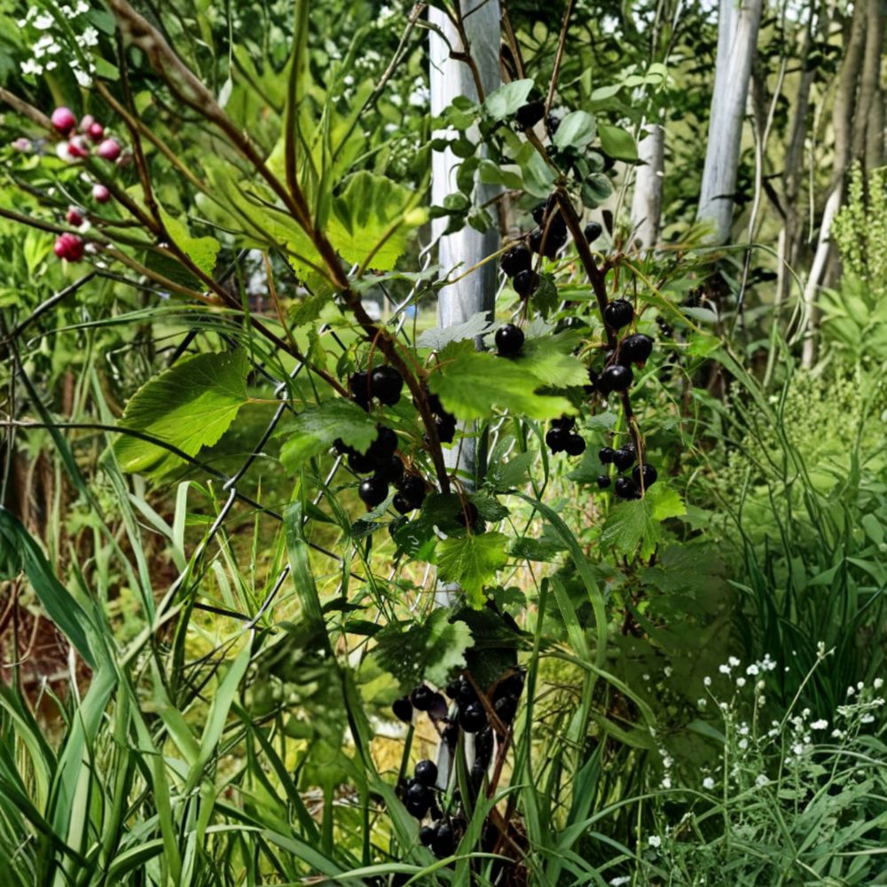 Black Currant Seeds – Ribes spp. Mixed Varieties, Fruit Garden & Homestead Friendly, Easy to Grow, 25 Seeds