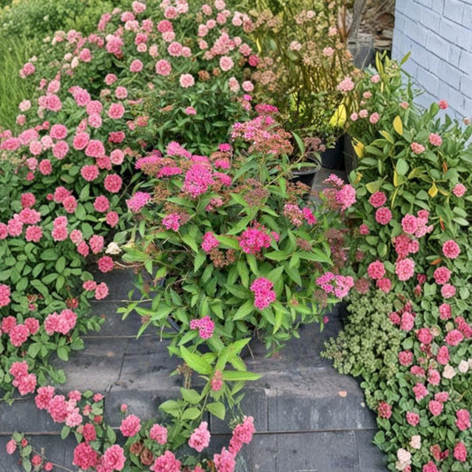 Neon Flash Spirea Live Flowering Shrub 4 Inch Pot Spiraea japonica Bright Pink Red Summer Blooms