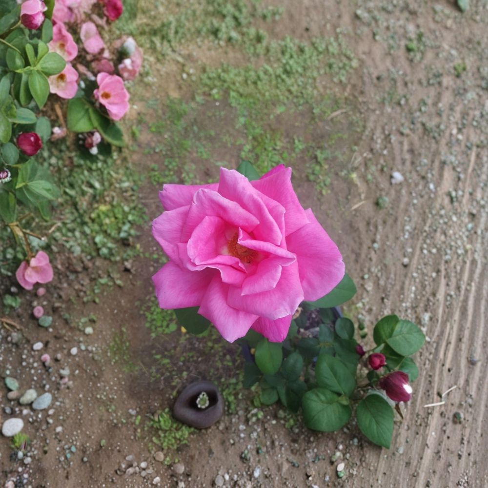 Perfume Delight Rose – Hybrid Tea Rose Live Plant, Fragrant Pink Blooms, Garden Rose, Full Sun, 2 Gallon Size
