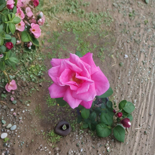 Perfume Delight Rose – Hybrid Tea Rose Live Plant, Fragrant Pink Blooms, Garden Rose, Full Sun, 2 Gallon Size