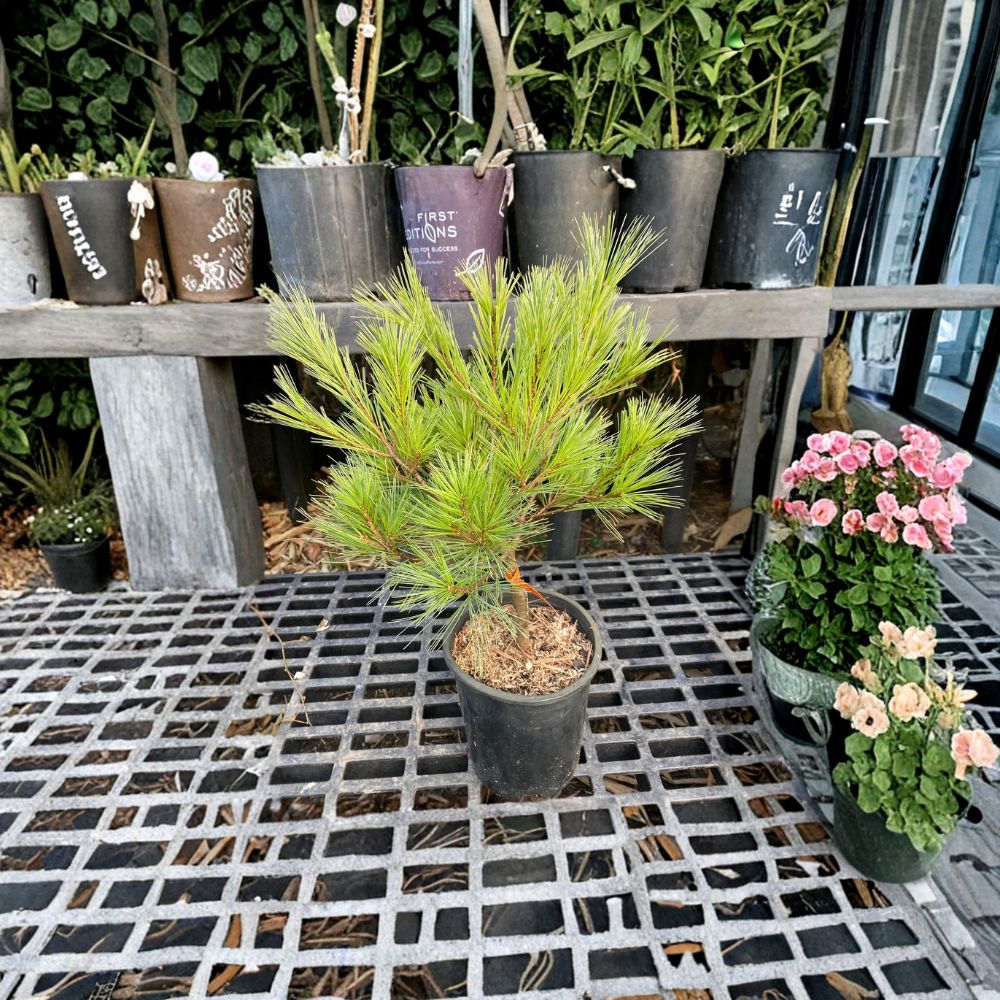 Pinus strobus 'Caboose' Eastern White Pine Live Plant 12 Inches Tall Compact Evergreen Conifer 1-Gallon Pot