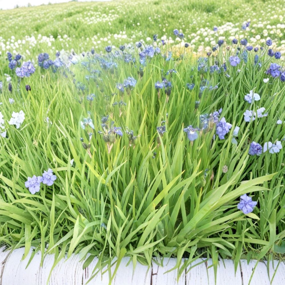Blue Flag Iris Seeds – Wild Purple Perennial Flower, Pollinator & Wetland Garden, Alaska Grown, Easy to Grow, Iris setosa Seeds (100 Pack)
