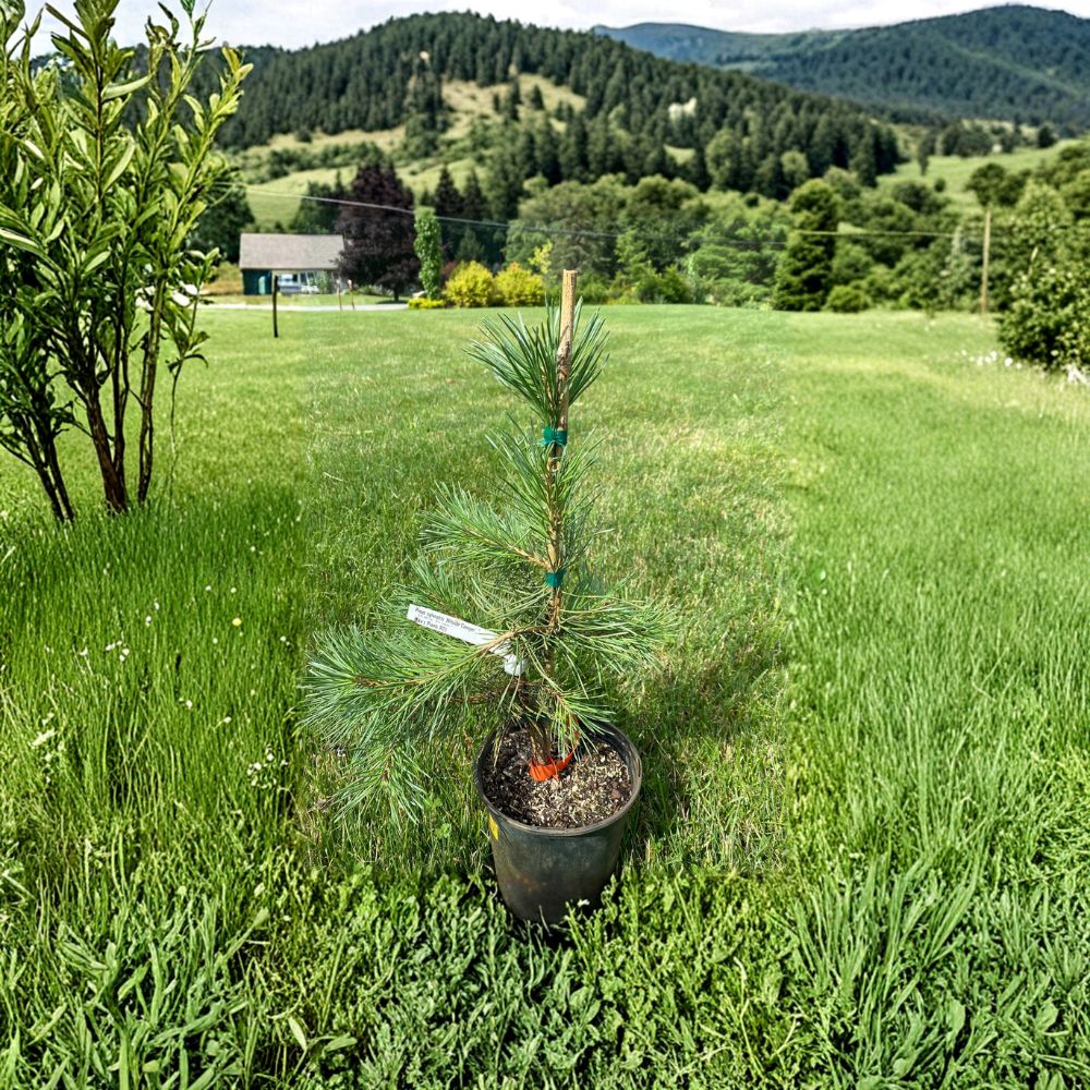 Pinus sylvestris 'Hillside Creeper' Scots Pine Live Plant 1 Gallon Pot Spreading Evergreen Conifer with Blue-Green Needles