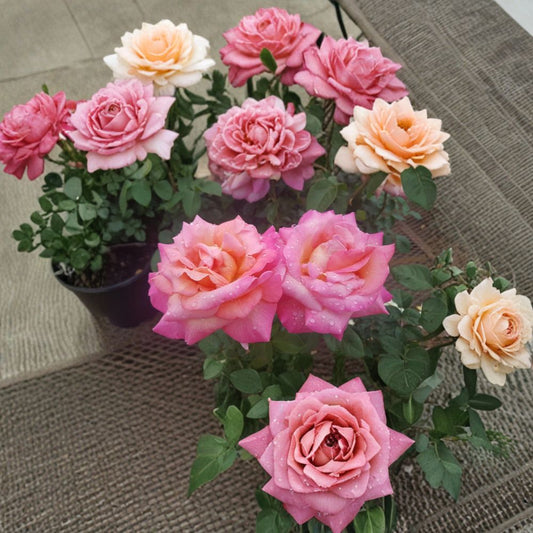 Hybrid Tea Rose Live Plant – Broadway Rose, Golden Yellow & Pink Blooms, 2 Gallon Garden Flowering Shrub, Full Sun, Rosa hybrid