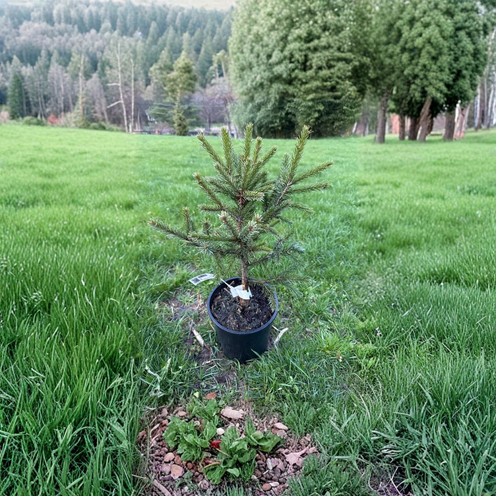 Emerald Midget Brewer Spruce – Live Dwarf Evergreen Conifer 10 Inch Tall in 1 Gallon Pot | Picea breweriana Compact Spruce