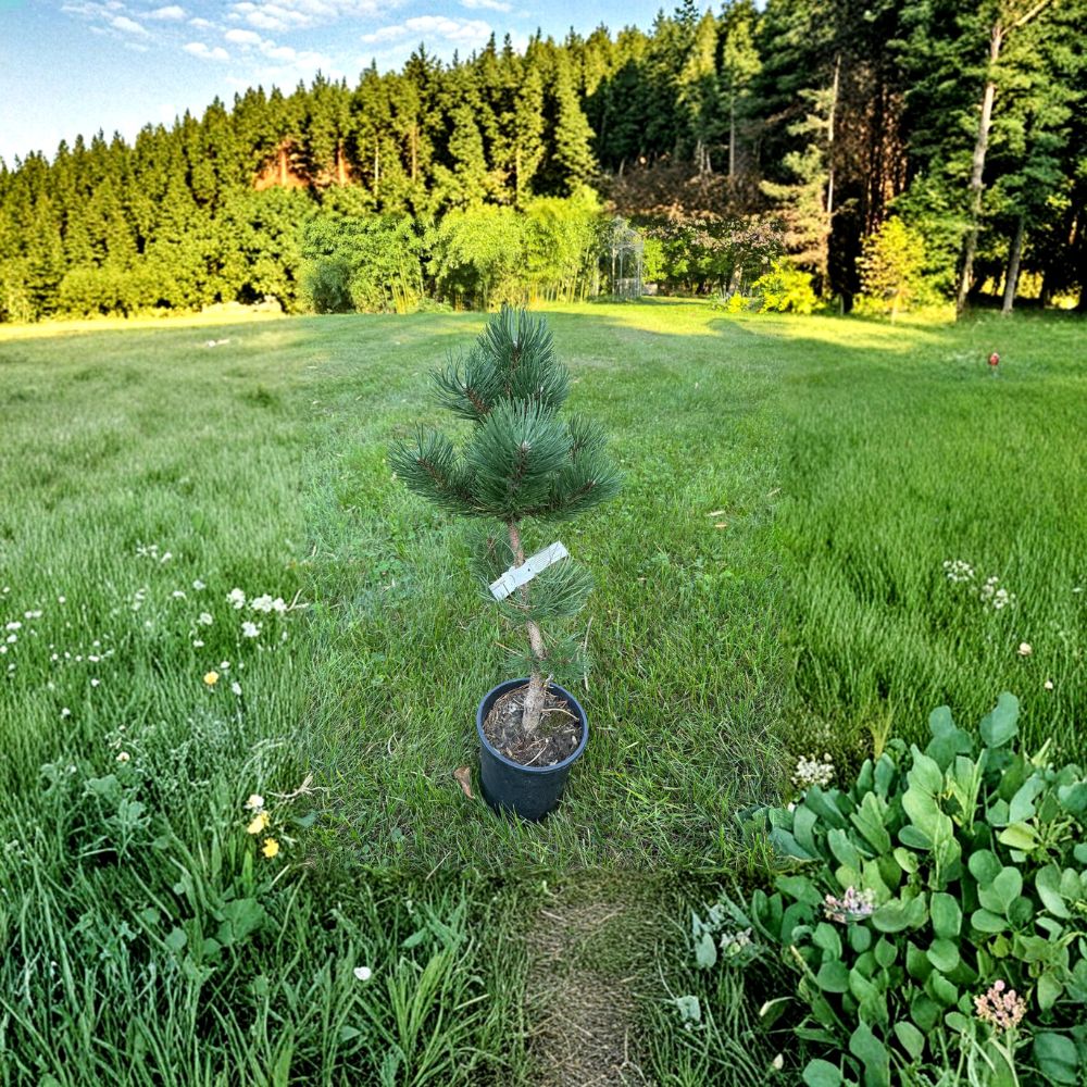 Pinus nigra 'Oregon Green' Austrian Pine Live Plant 12 Inches Tall Dense Evergreen Conifer 1-Gallon Pot Hardy Landscape Tree