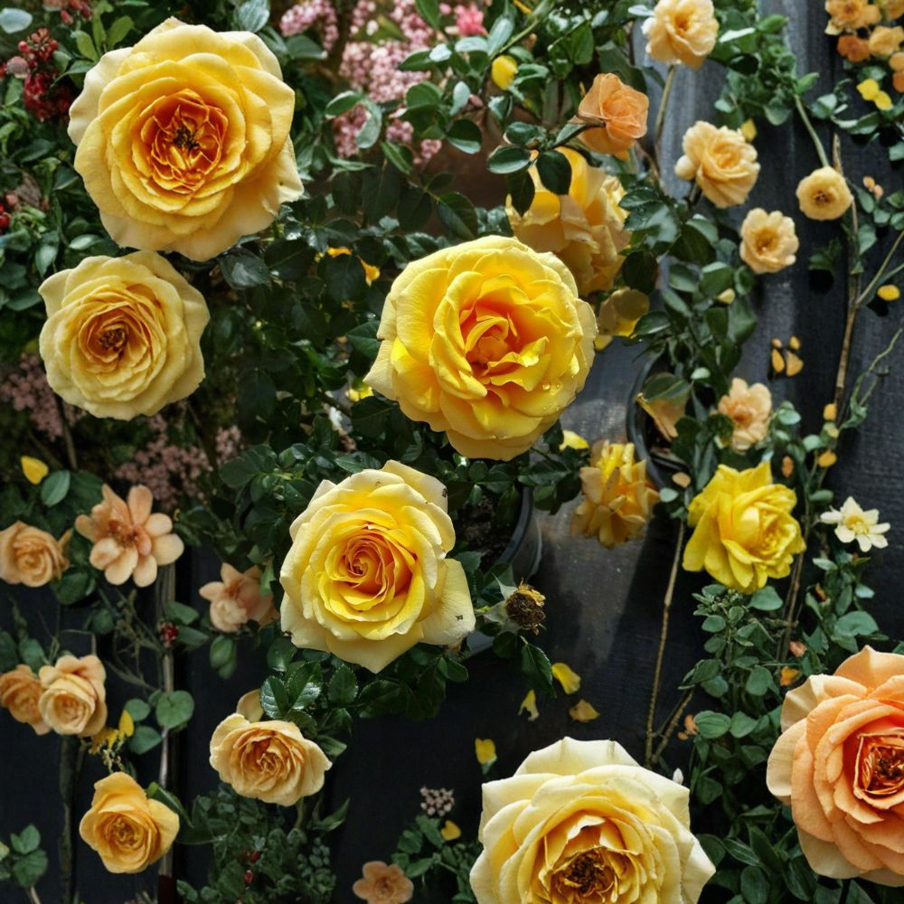 St. Tropez Floribunda Rose Bush – Live 3-Gallon Garden Rose Plant, Repeat Blooming Landscape Shrub, Full Sun, Rosa x hybrida