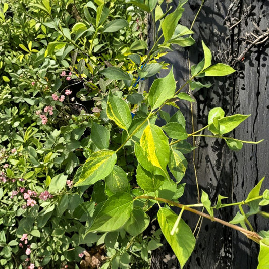 Innocence Variegated Mock Orange Shrub – Live Fragrant Plant in 1 Gallon Pot | Philadelphus virginalis White Flowering Landscape Shrub