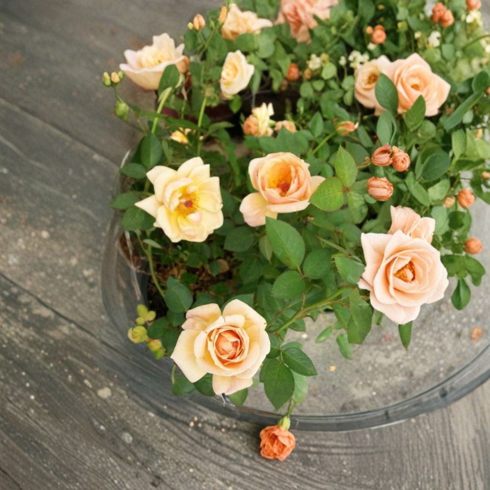 Southern Peach Mini Rose Live Plant – 2 Gallon Peach Apricot Yellow Rose Bush, Compact Repeat Blooming Garden & Patio Rose