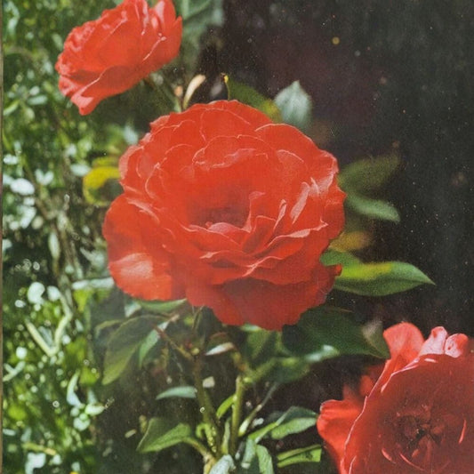 Impatient Floribunda Rose – Live Orange Red Garden Rose Bush | 3 Gallon Repeat Blooming Shrub | Full Sun Landscape Plant