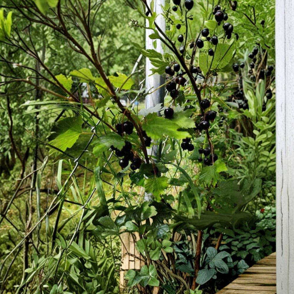 Black Currant Live Cuttings – Set of 5 Dormant Hardwood Ribes nigrum Berry Shrubs for Fruit Garden, Alaska Grown, Easy Propagation