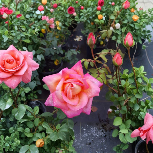 Hybrid Tea Rose Live Plant – Broadway Rose 3 Gallon – Golden Yellow & Pink Blooms – Full Sun Flowering Shrub
