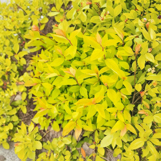 Lemon Princess Spirea Live Flowering Shrub 4-Inch Pot Spiraea japonica Golden Foliage Landscape Plant