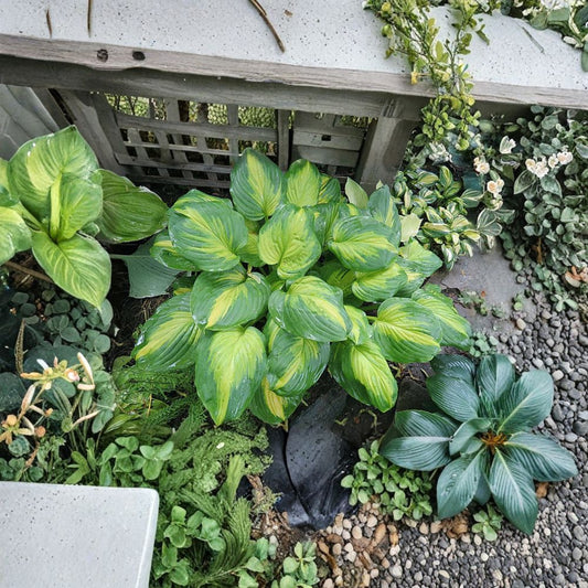 Hosta ‘Cathedral Windows’ Bare Root Perennial – Large Gold and Green Shade-Loving Flowering Plant