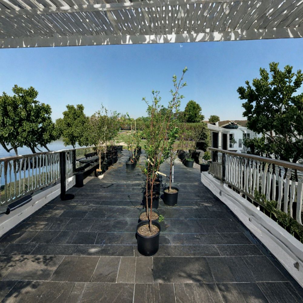 AU Rosa Plum Tree – 4–6 Ft Live Fruit Tree with Red Tart Plums, Early Season Producer, Requires Pollinator, Rooted Live Plant