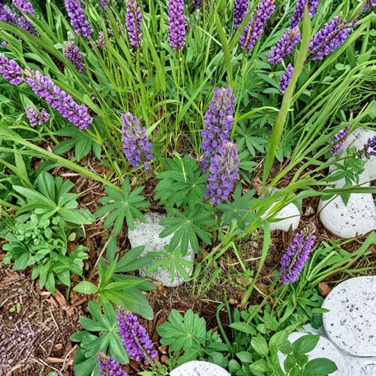 Lupinus perennis Wild Lupine Live Roots – 5 Dormant Root Sections – Native Pollinator-Friendly Soil Builder Plant