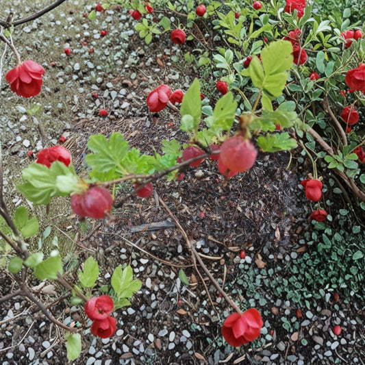 Gooseberry Live Cuttings Set of 5 | Ribes uva-crispa | Fruit Garden Berry Shrubs | Alaska Grown | Easy Propagation