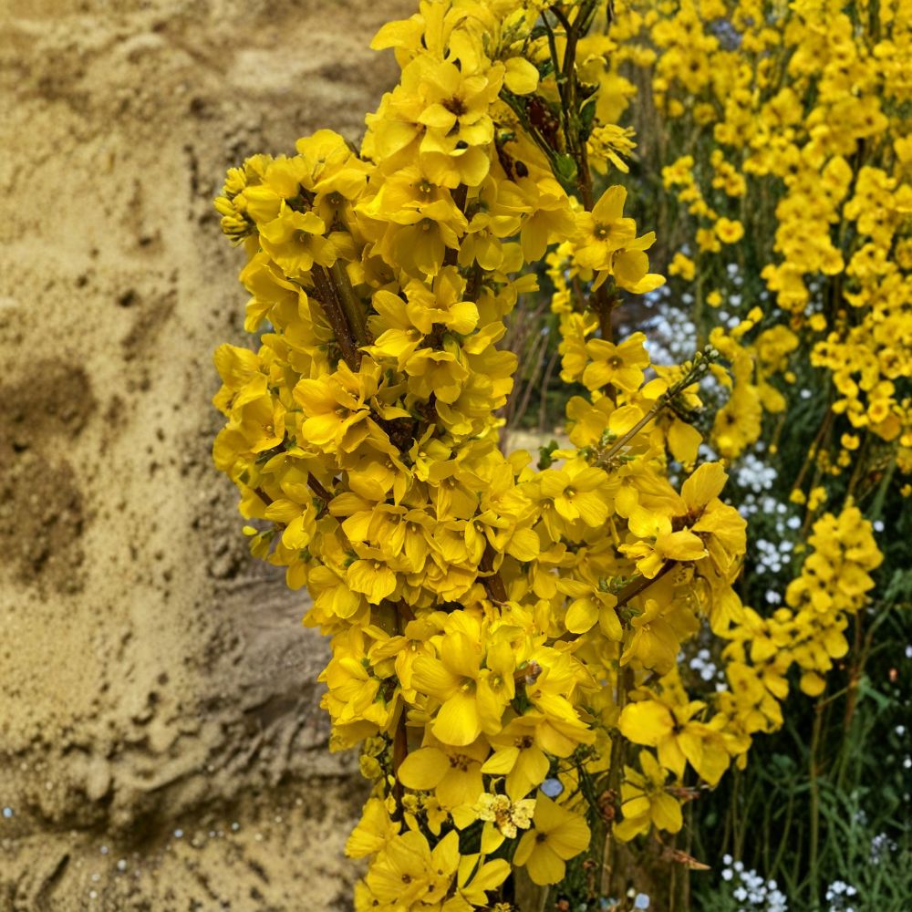 Show Off® Forsythia Live Flowering Shrub 4-Inch Pot Forsythia x intermedia Bright Yellow Spring Blooms Garden Plant