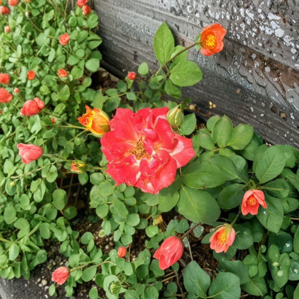 Pinata Rose Live Yellow Orange Rose Bush 1 Gallon Bi-Color Bloom Garden Landscape Full Sun Shrub