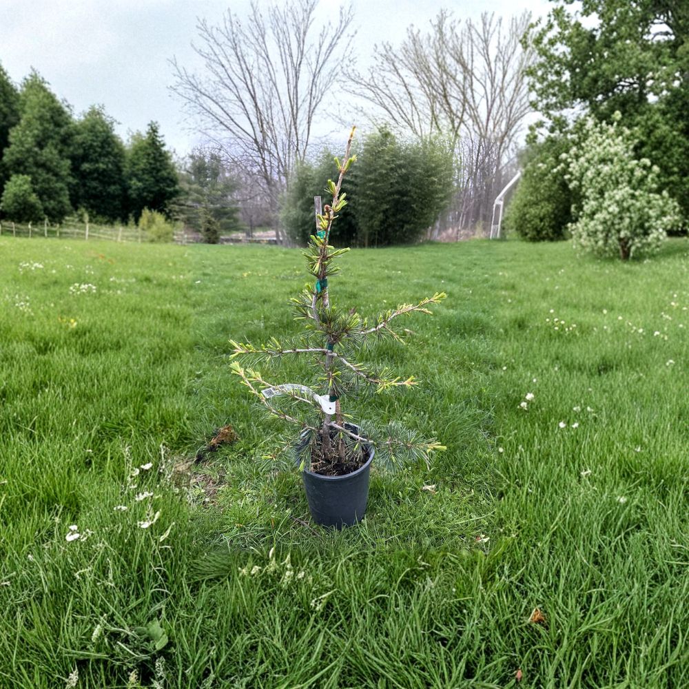 Beacon Hill Cedar of Lebanon – Live Columnar Evergreen Conifer 1 Gallon Pot Cedrus libani Upright Cedar Tree