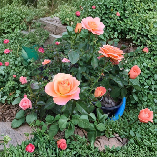New Year Grandiflora Rose Live Plant – 1 Gallon Orange Rose Bush with Repeat Blooming Flowers, Landscape & Cut Flower Favorite