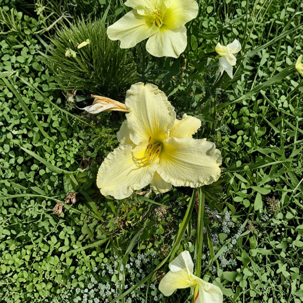 Daylily Bare Root Plants – Hemerocallis 'Sunday Gloves' – Hardy Perennial Flower – Easy to Grow Garden Favorite – 3 Grade #1 Roots