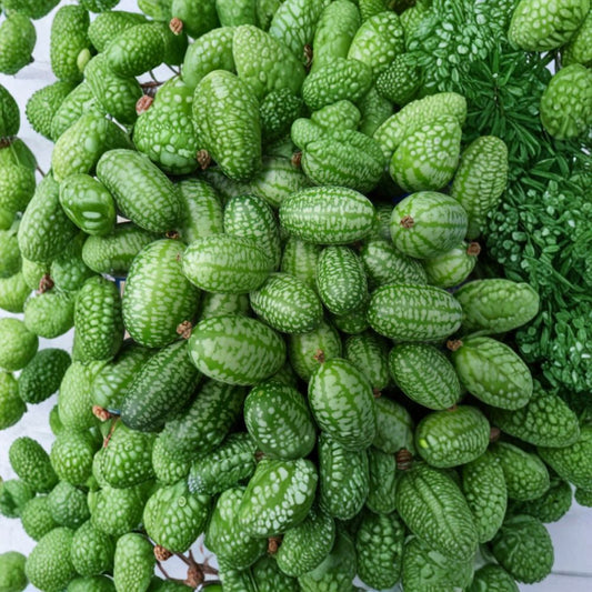 Mexican Sour Gherkin Seeds | Melothria scabra | Organic Cucamelon Variety for Garden & Container Growing