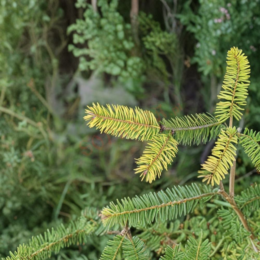 Uwe’s Golden Douglas Fir Live Evergreen Conifer 12-Inch Tall Plant in 1-Gallon Pot Pseudotsuga menziesii