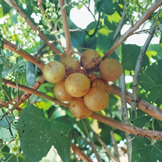 Light Scuppernong Muscadine Grape Vine – 4-6 Ft Live Plant with Bronze-Golden Grapes, Fruit Producing Vineyard, Requires Pollinator