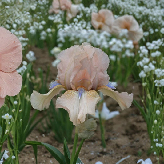 Iris ‘Concertina’ Reblooming Bearded Iris 3 Pack Grade #1 Rhizomes Blush Pink Peach Perennial Flowers