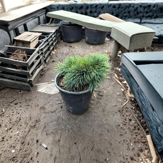 Katere Lebanon Cedar – Live Dwarf Evergreen Conifer 1 Gallon Pot Cedrus libani Compact Blue Green Foliage