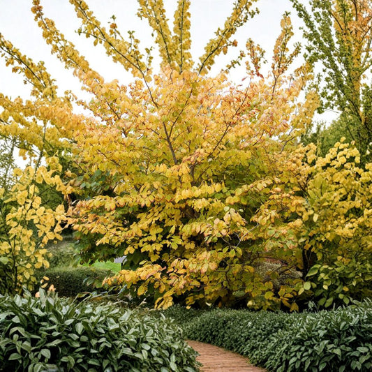 Hamamelis virginiana 'Ice Queen' Witch Hazel Live Plant – Fragrant Winter Blooms, Native Shrub in 1-Gallon Pot